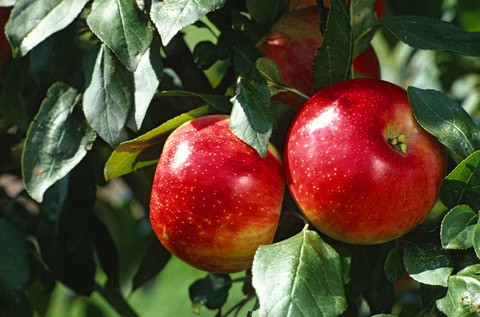 https://extension.umn.edu/fruit/growing-apples
紅藜果膠原料：蘋果